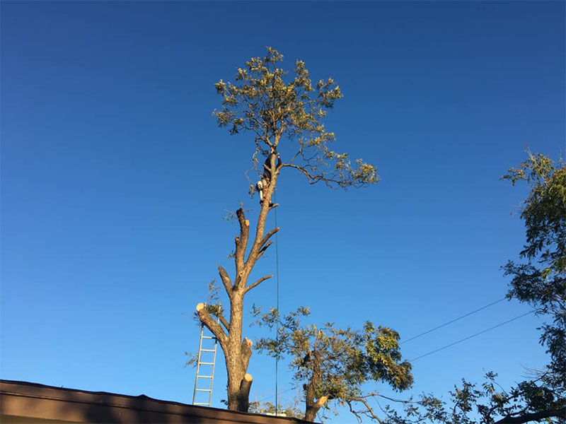 73460461 1221432341376296 4655446177485946880 n